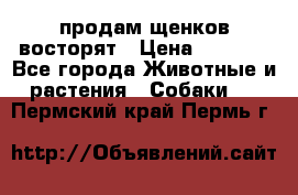 продам щенков восторят › Цена ­ 7 000 - Все города Животные и растения » Собаки   . Пермский край,Пермь г.